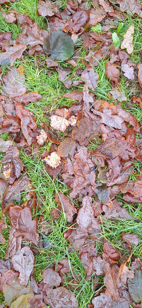 Giftköder-Eventueller Giftköder . .-Profilbild