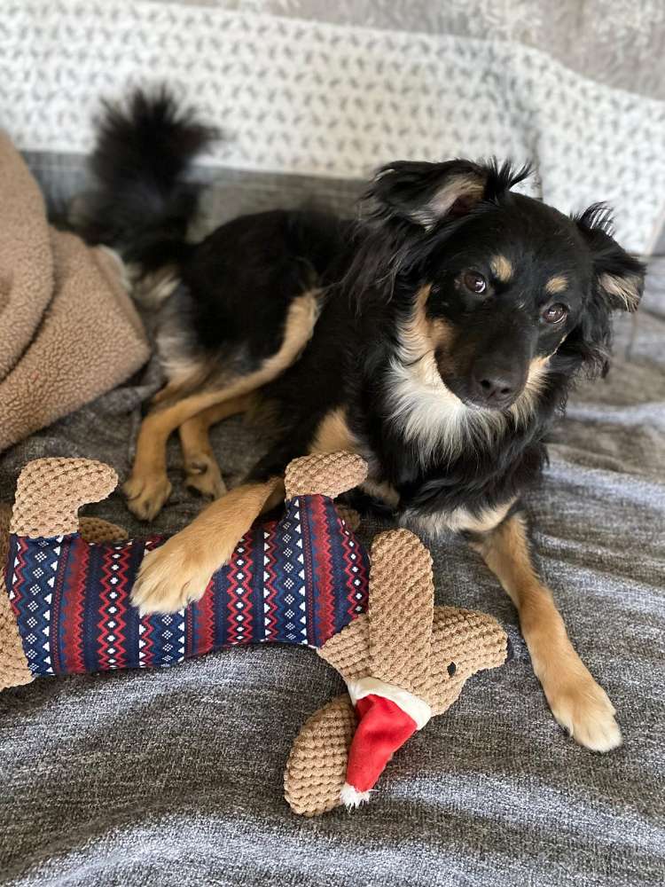 Hundetreffen-Treffen zum Kennenlernen-Profilbild