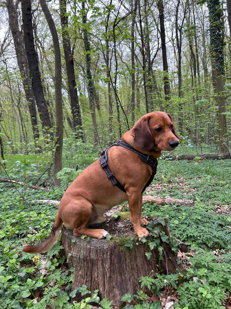 Hundetreffen-Gemeinsame Hunderunde-Profilbild
