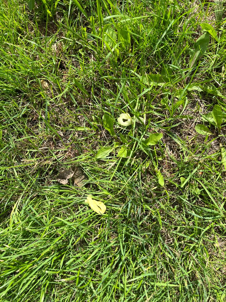 Giftköder-Vermutlich Giftköder-Profilbild