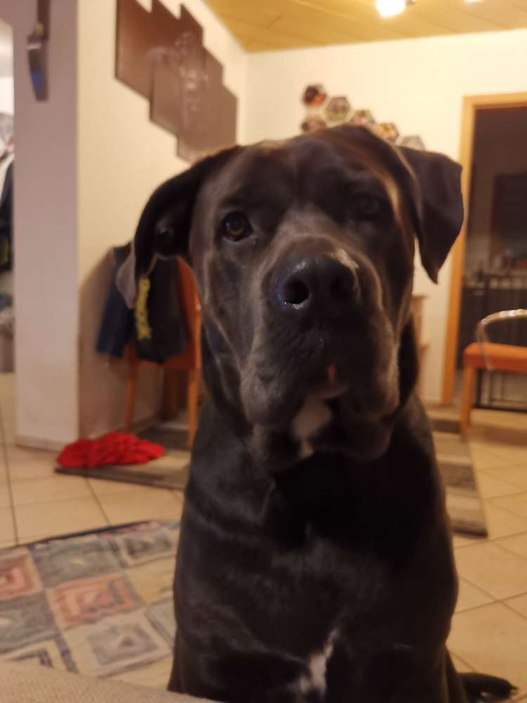 Hundetreffen-Unser Balu sucht Spielkameraden-Profilbild