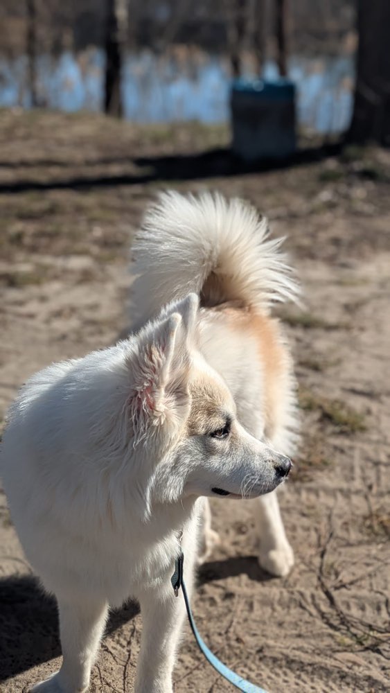 Hundetreffen-Hundefreunde für Social Walk gesucht-Profilbild