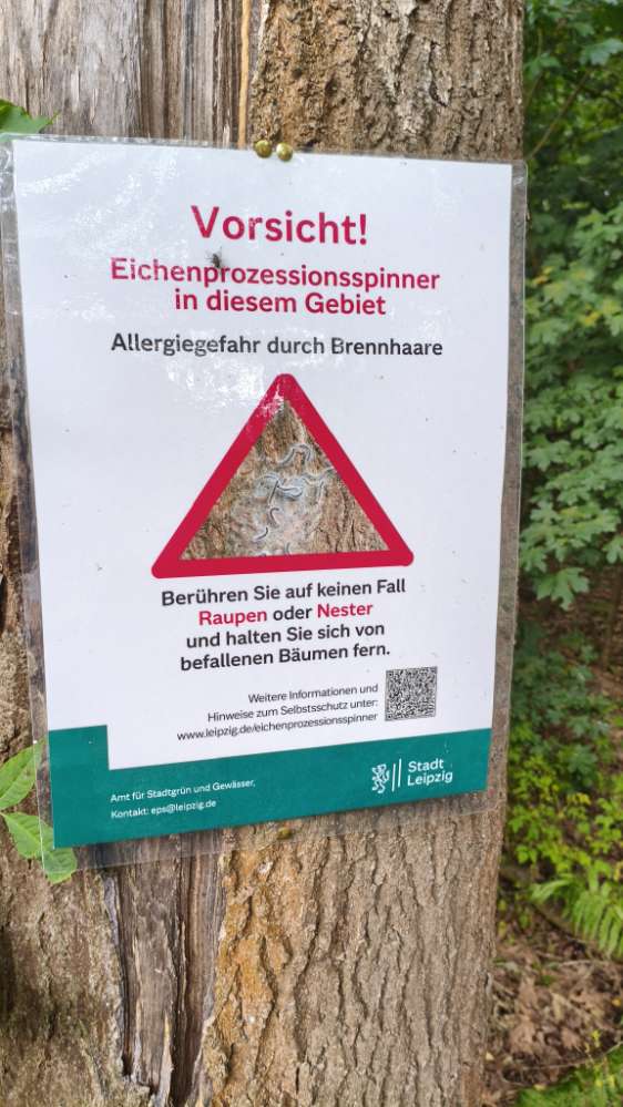 Giftköder-Eichenprozessionsspinner-Profilbild