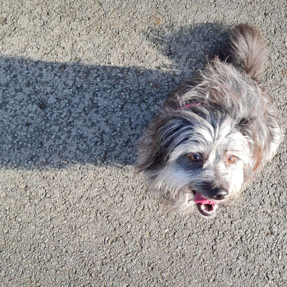 Hundetreffen-Gemeinsam Gassi gehen-Profilbild