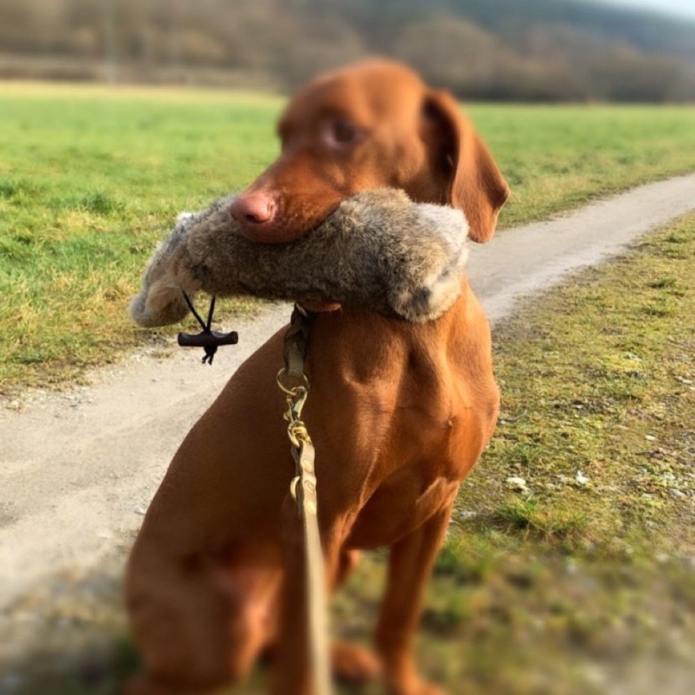 Hundetreffen-Gassirunde + Aktivitäten-Profilbild