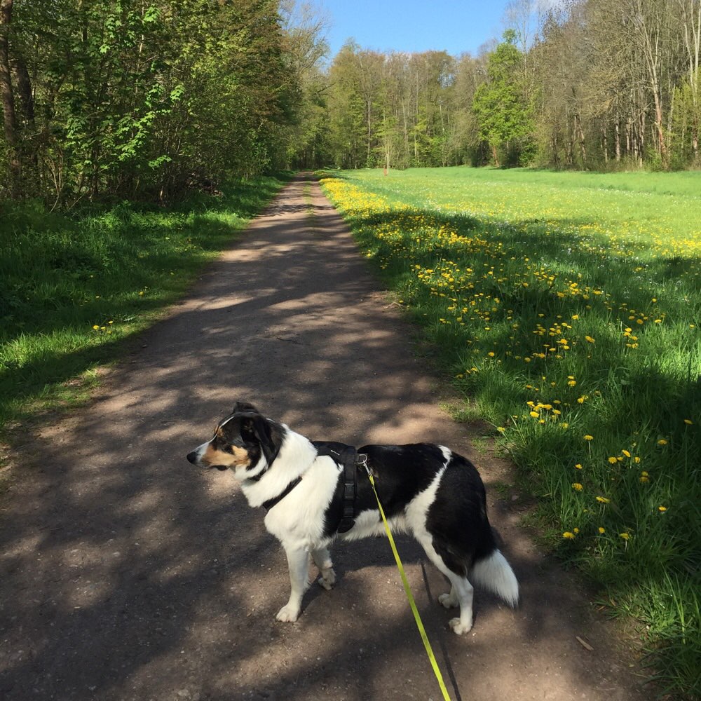 Hundetreffen-Social Walk/Trainingsspaziergänge-Profilbild