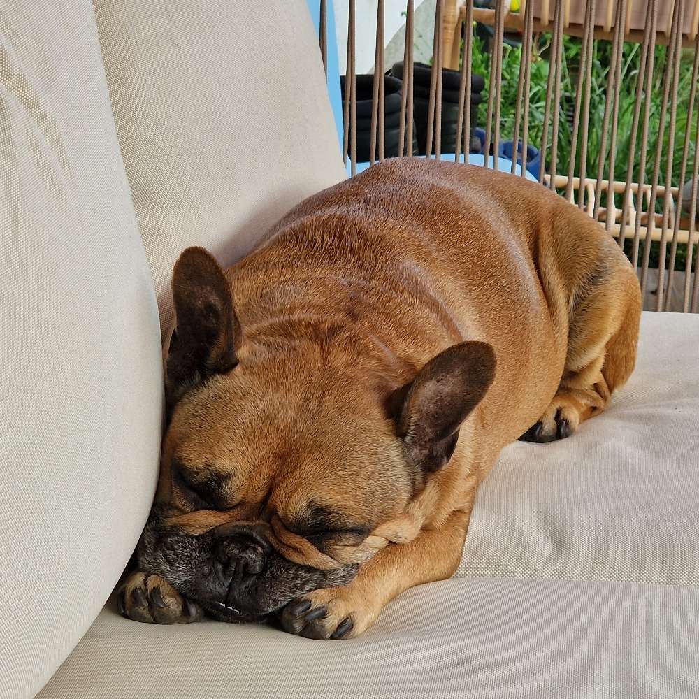 Hundetreffen-Spiel/gassierunde-Profilbild