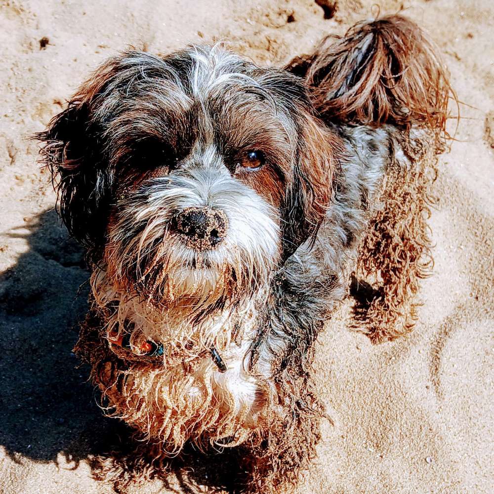 Hundetreffen-Spielstunde für Kleinhunde-Profilbild