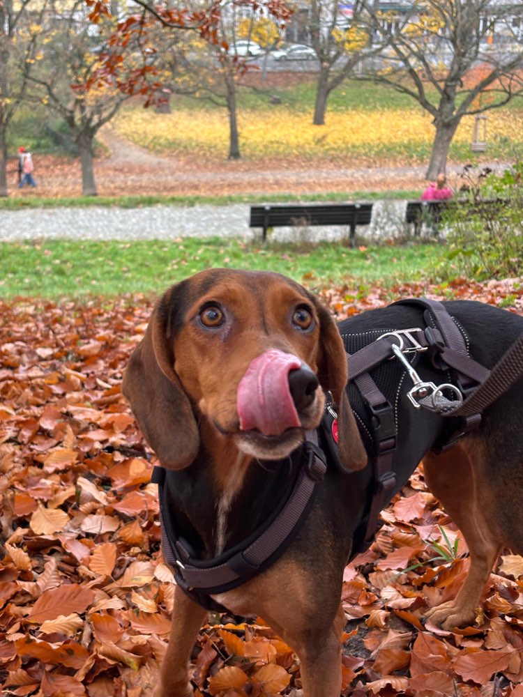 Hundetreffen-Friends für Moose gesucht-Profilbild