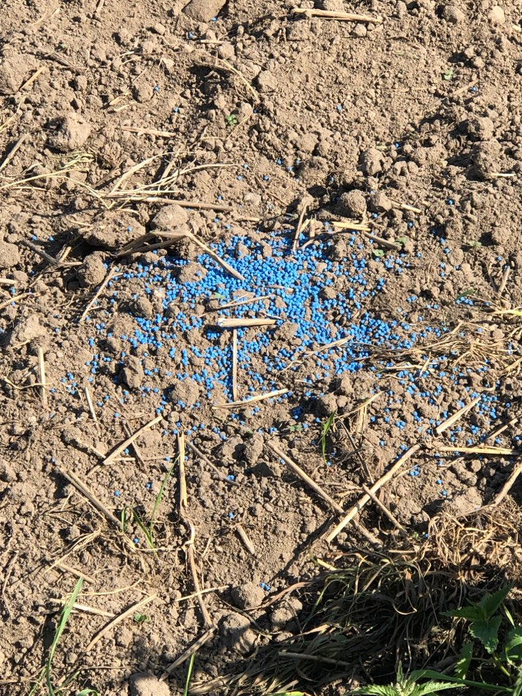 Giftköder-Blaukorn-Profilbild