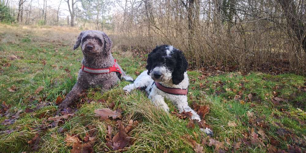 Hundetreffen-Spaziergang / Gassi Runde mit etwas Training-Profilbild