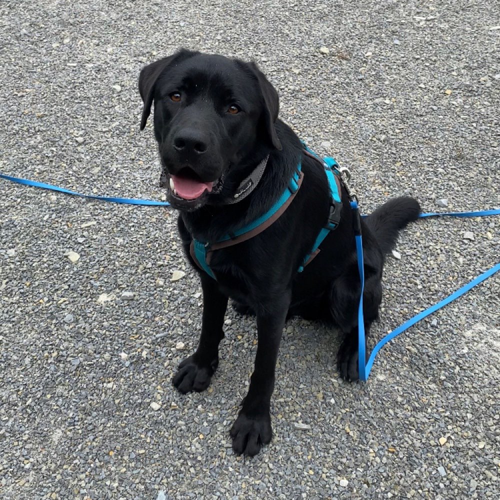 Hundetreffen-Social Walk/Training-Profilbild