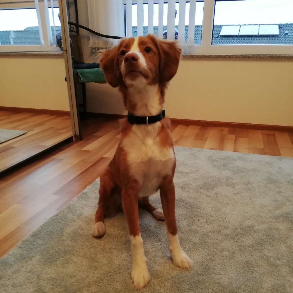 Hundetreffen-Junghunde Spieltreff Friedrichshafen-Profilbild