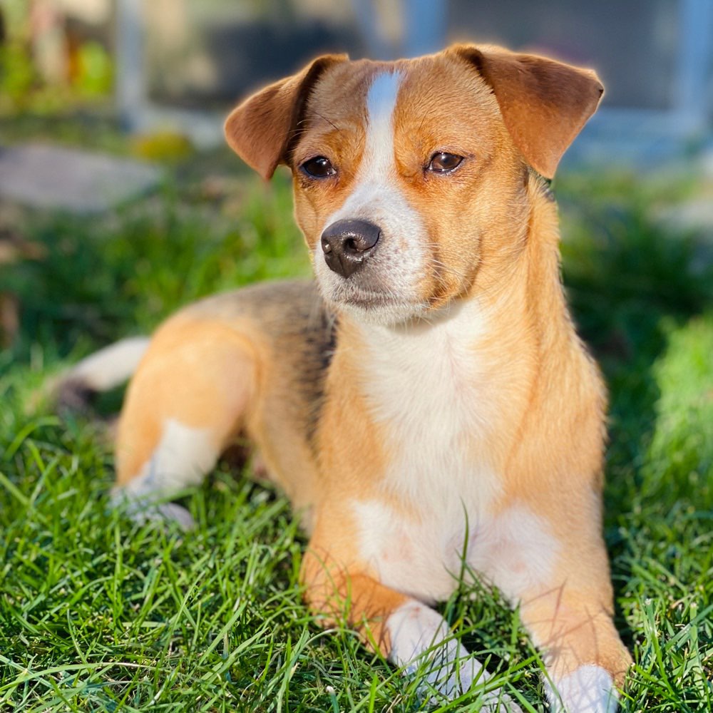 Hundetreffen-Fellfreunde für gemeinsame Schnüffelrunden gesucht-Profilbild