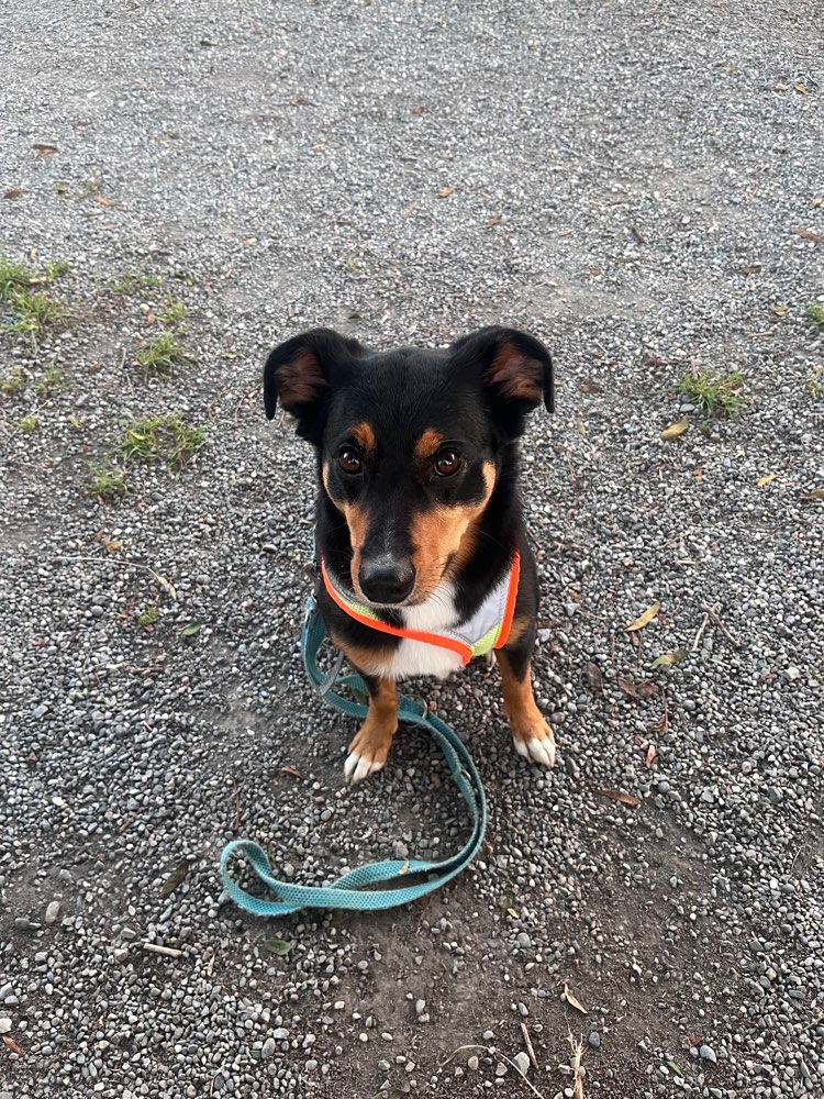 Hundetreffen-Gassirunde-Profilbild