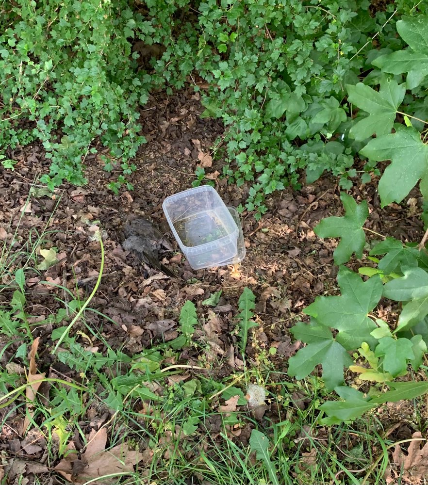 Giftköder-Eventueller Giftköder-Profilbild