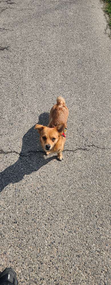 Hundetreffen-Spaziergang-Profilbild