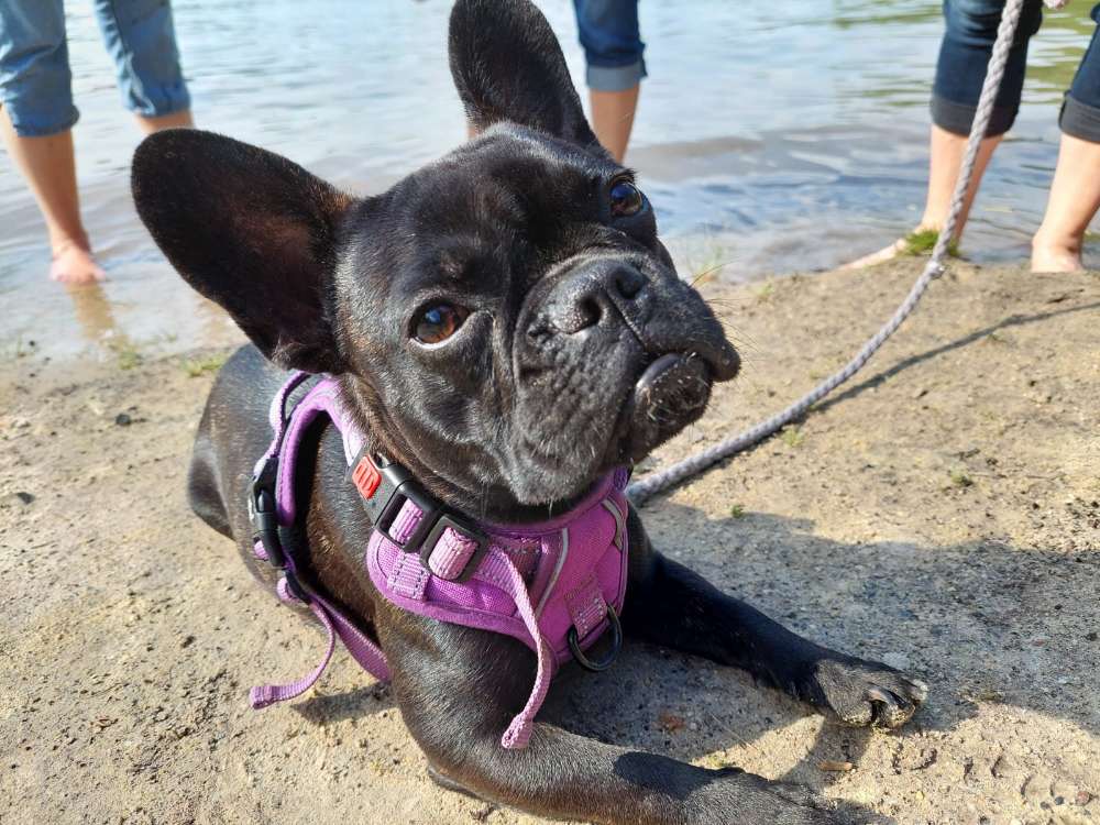 Hundetreffen-Gassifreunde-Profilbild