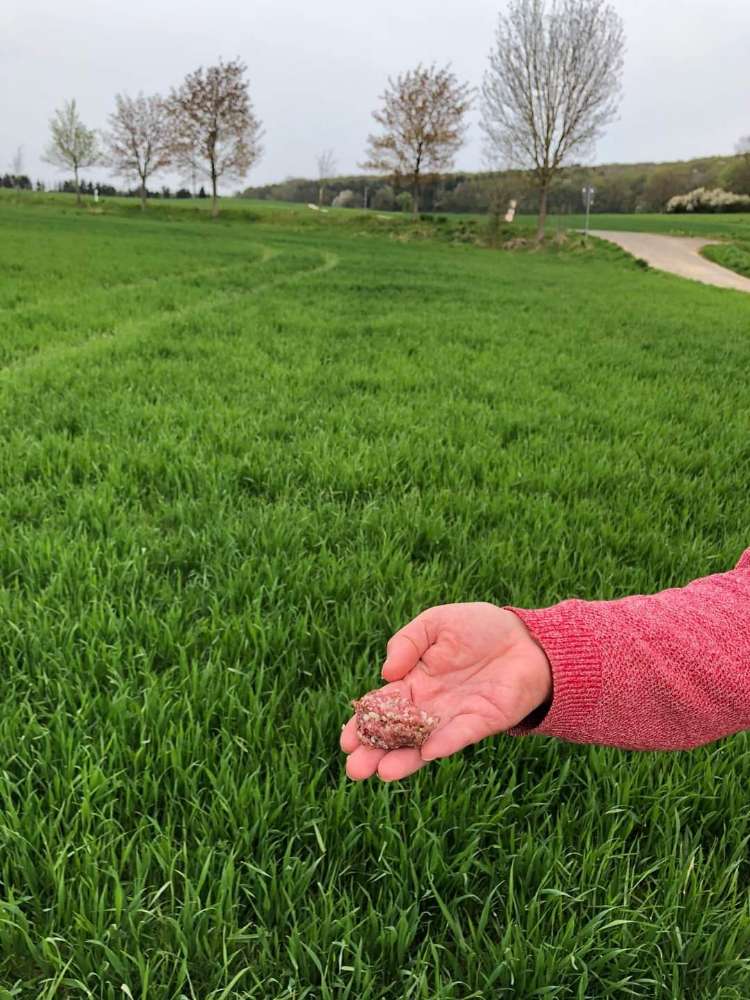 Giftköder-Salami Köder-Profilbild