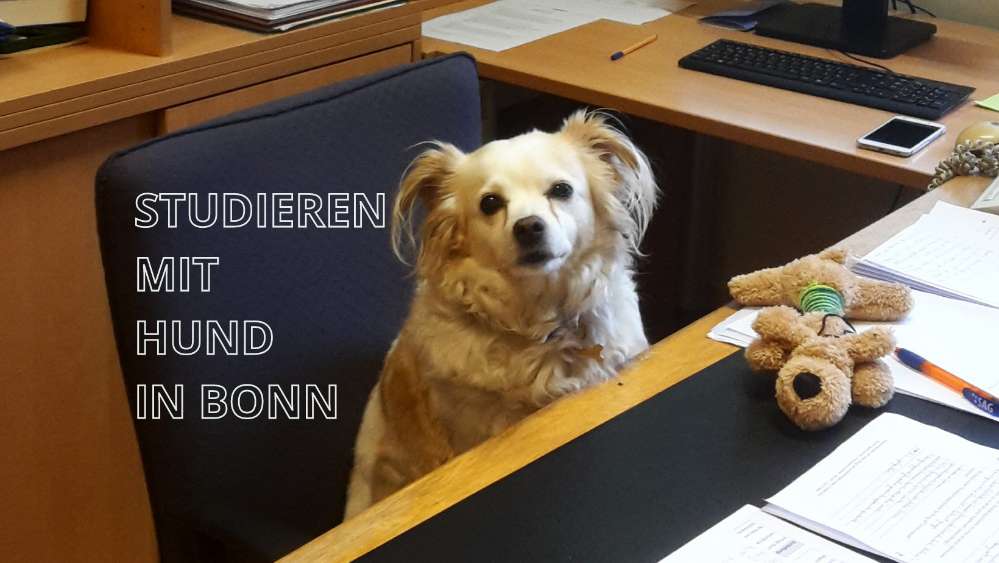 Hundetreffen-Studieren mit Hund in Bonn-Profilbild