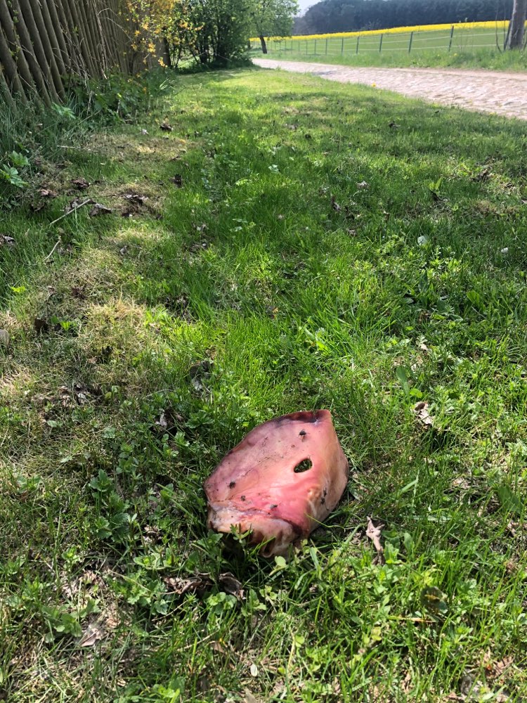 Giftköder-Frisches Ohr vom Schwein-Profilbild