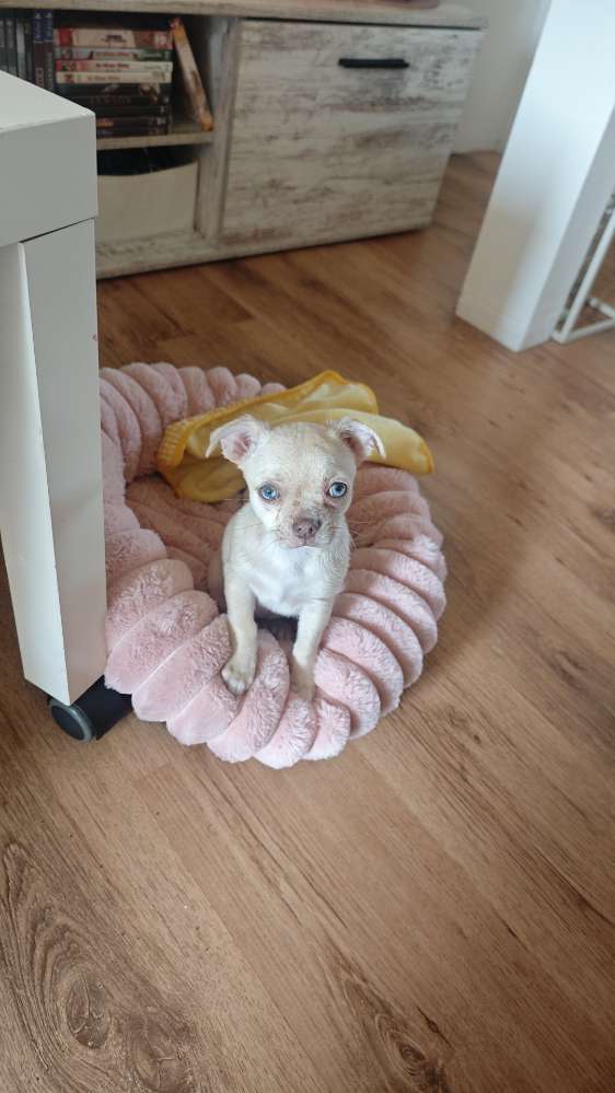 Hundetreffen-Neue Spielgefährten-Profilbild