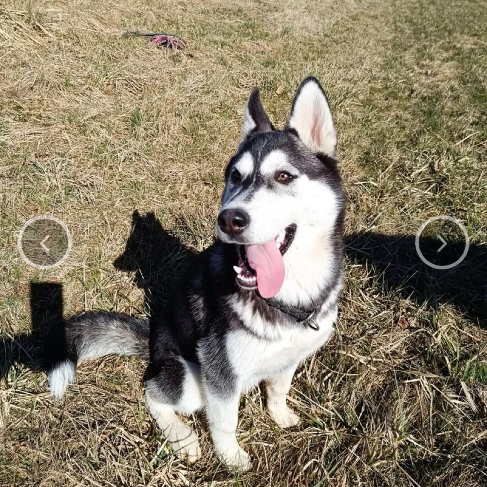 Hundetreffen-Anschnuppern-Profilbild