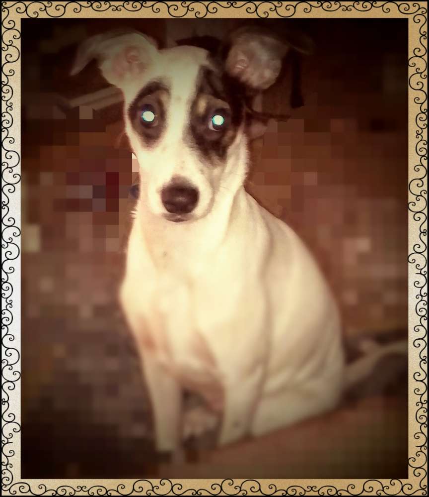 Hundetreffen-Gassi und Spiel Kamerad-Profilbild