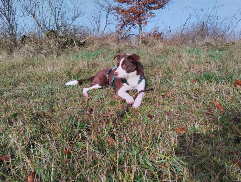 Hundetreffen-Hundegruppe in Berleburg und Umgebung-Profilbild