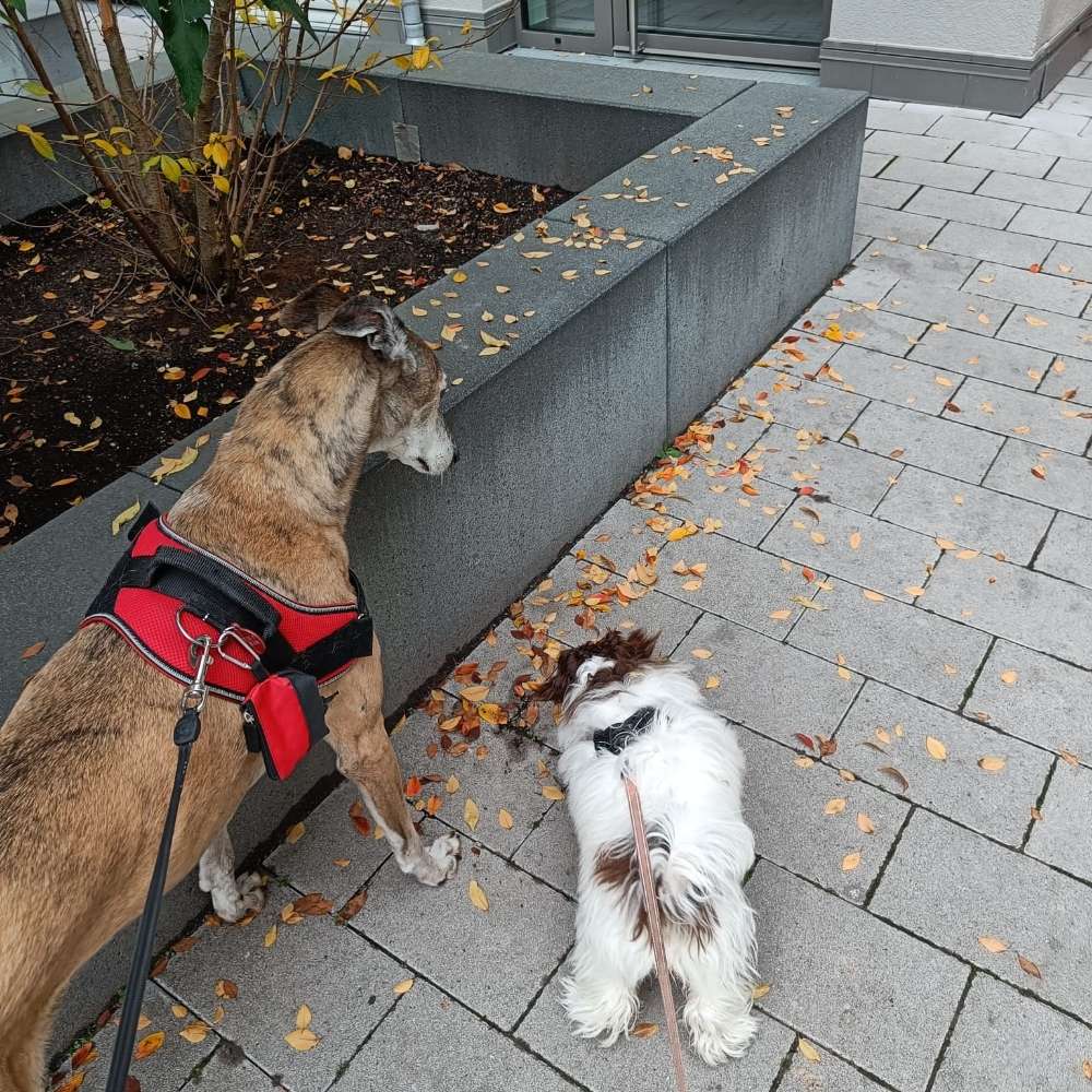 Hundetreffen-Treffen im Hundepark Weberwiese-Profilbild