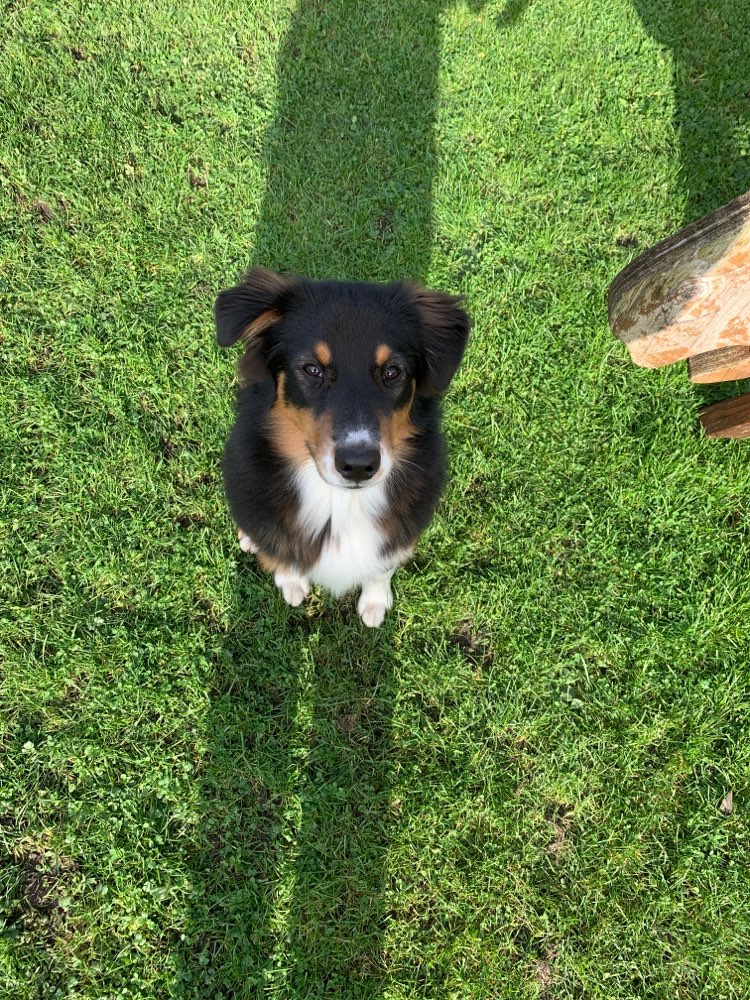 Hundetreffen-Gassirunde mit Milow-Profilbild