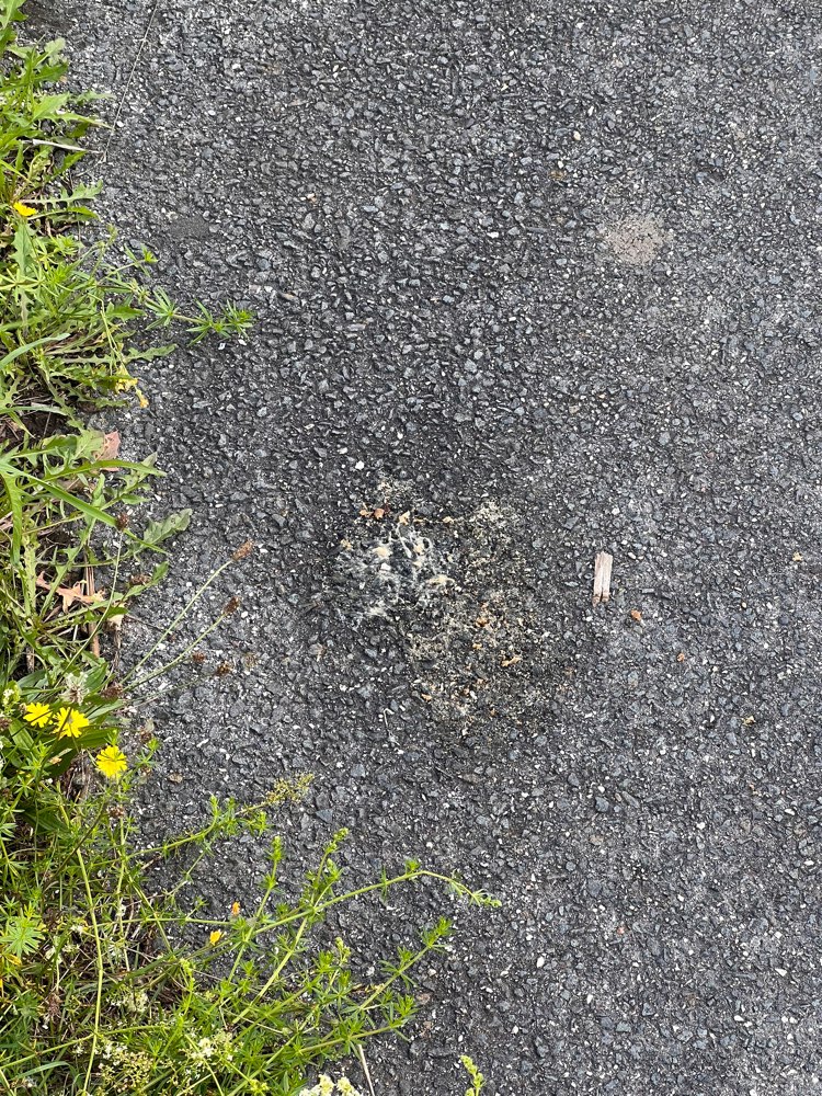 Giftköder-Trockenfutter auf dem Weg-Profilbild