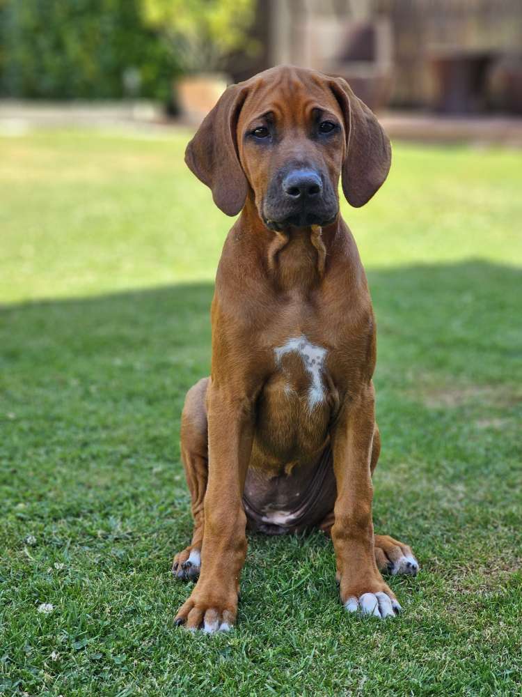 Hundetreffen-Kima sucht Welpenfreunde zum Spielen-Profilbild