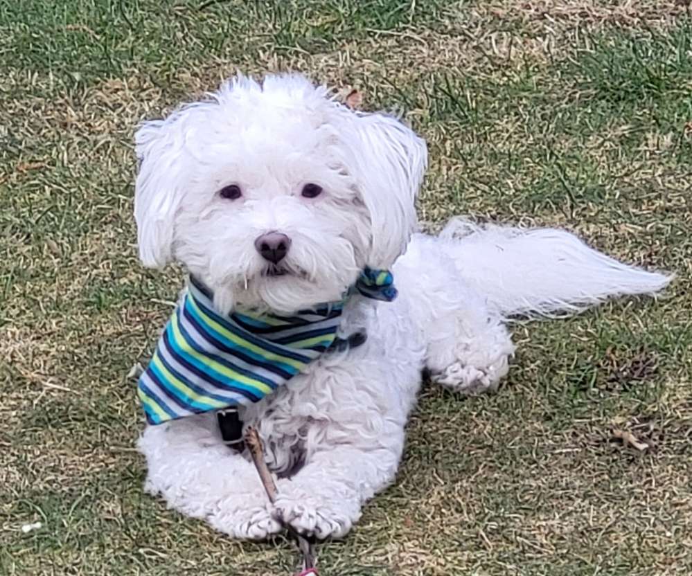 Hundetreffen-"Toben" im Speckenbütteler Park bis 8kg-Profilbild