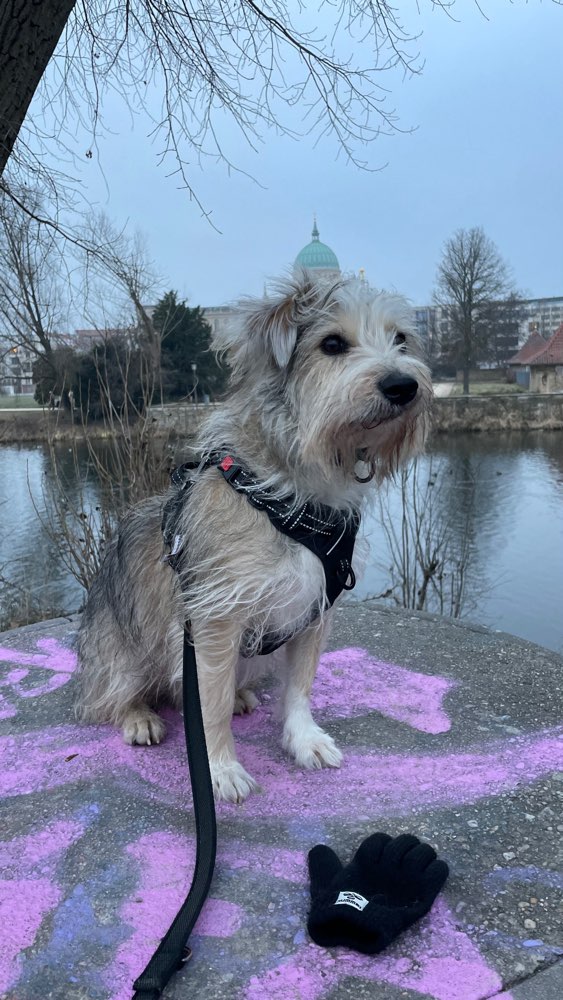 Hundetreffen-Trainingsfreund gesucht-Profilbild