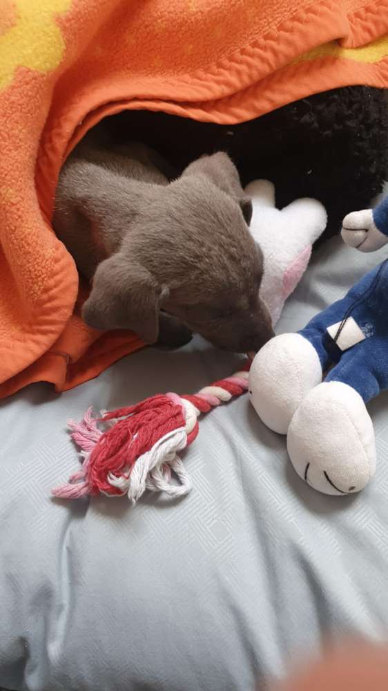 Hundetreffen-Welpengassirunde In Flickschuhpark-Profilbild