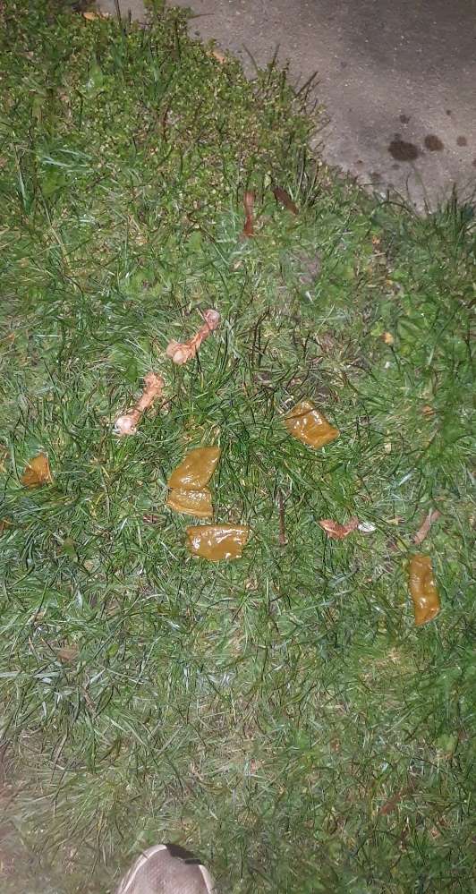 Giftköder-Knochen und etwas unbekantes-Profilbild