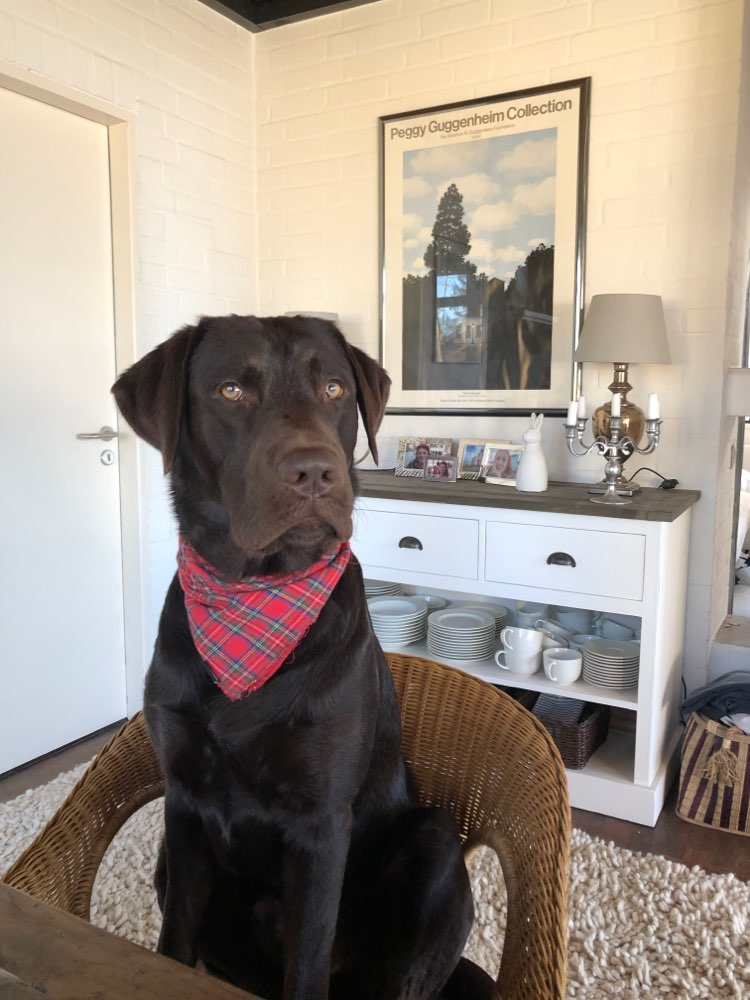 Hundetreffen-Gassi-Kumpel für Peanut gesucht!-Profilbild