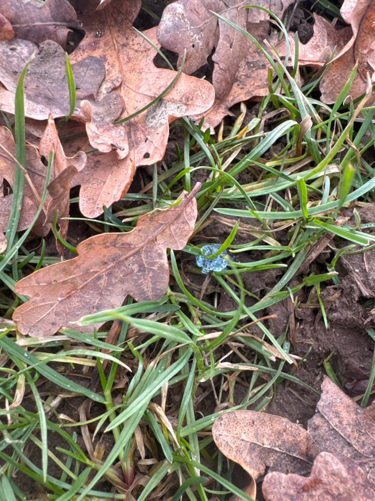 Giftköder-Vermutlich Rattengift-Profilbild