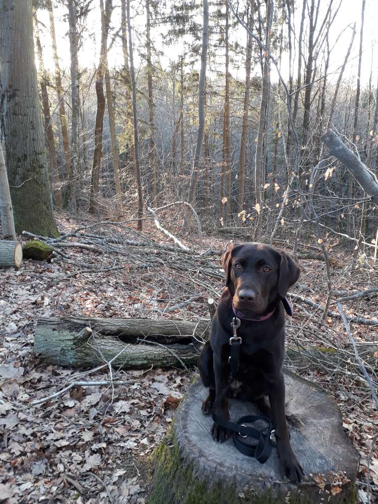 Hundetreffen-Spiel-und Gassifreunde gesucht 👣👀💕-Profilbild