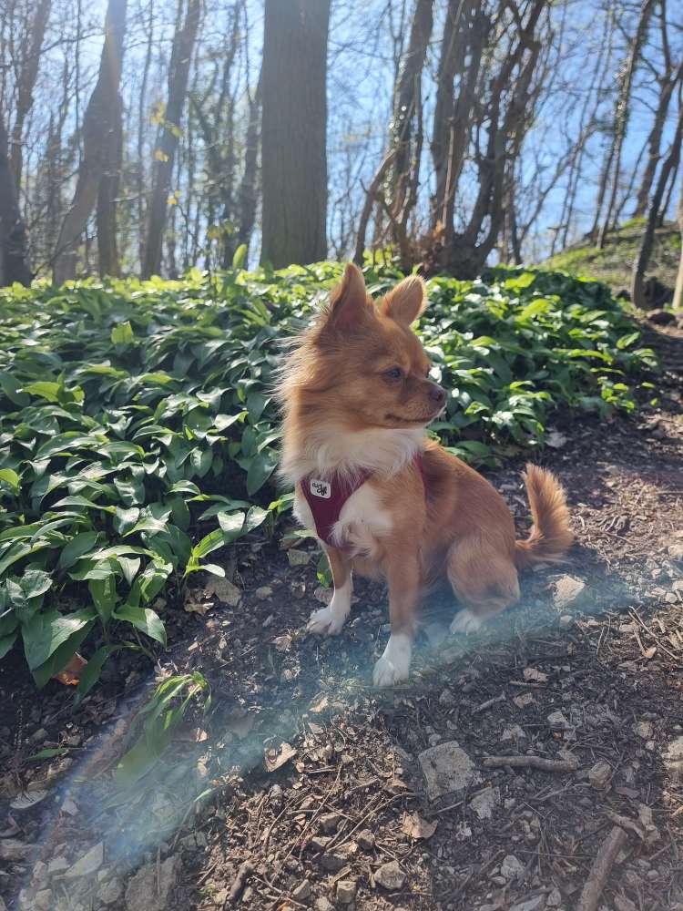 Hundetreffen-Mini-Treff WOB-Profilbild