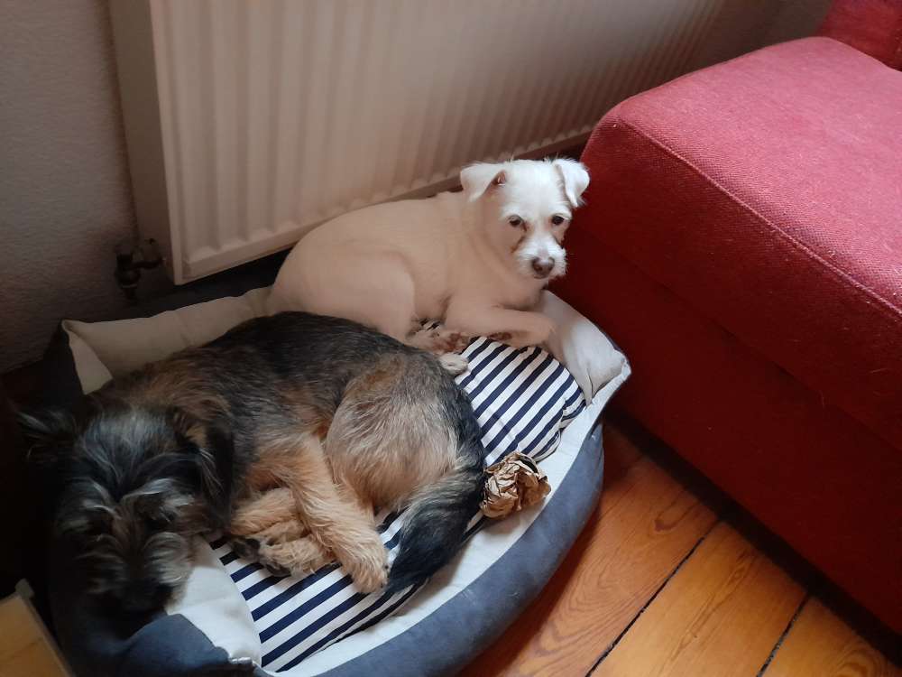 Hundetreffen-Treffen in Geislingen-Profilbild