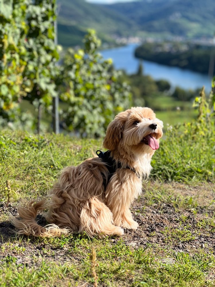 Hundetreffen-Spielfreund & Gassipartner gesucht-Profilbild