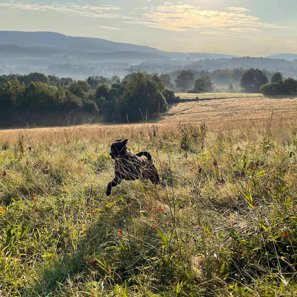 Hundetreffen-Welpentreffen, Spaziergänge im Wald, sozialekontakte-Profilbild