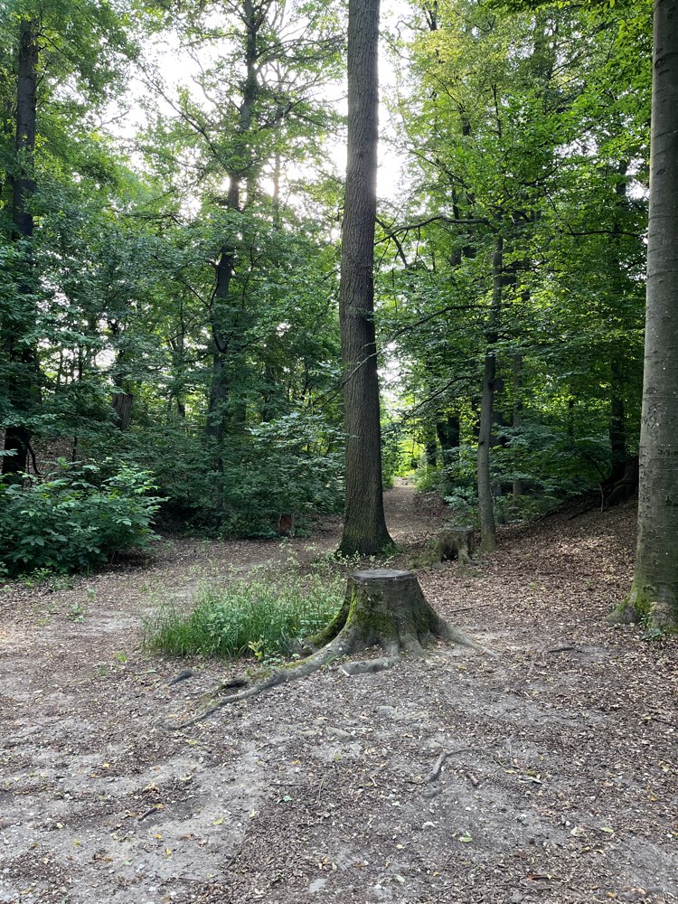 Giftköder-Eichenprozessionsspinner-Profilbild