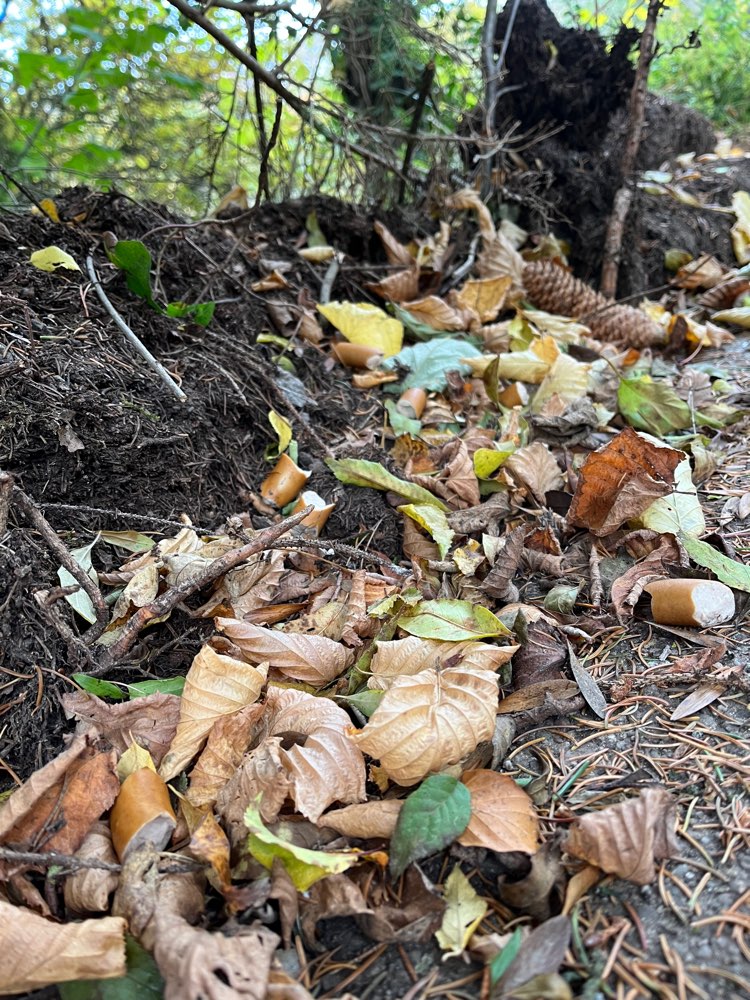 Giftköder-Saitenwürsten als Köder ausgelegt-Profilbild
