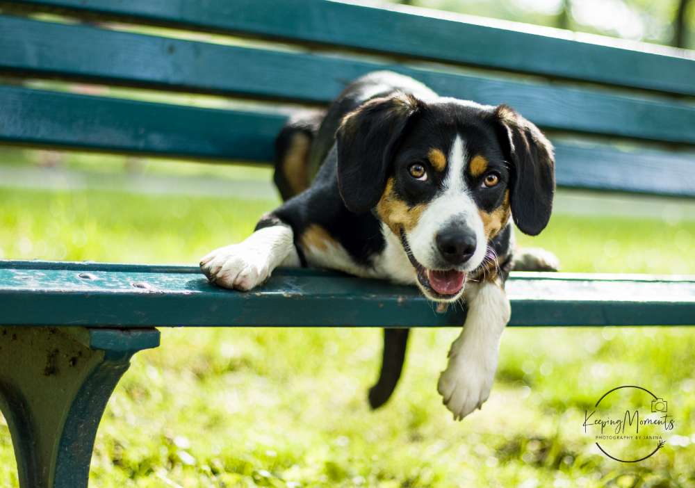 Hundetreffen-Ruhige Spielbuddys gesucht-Profilbild