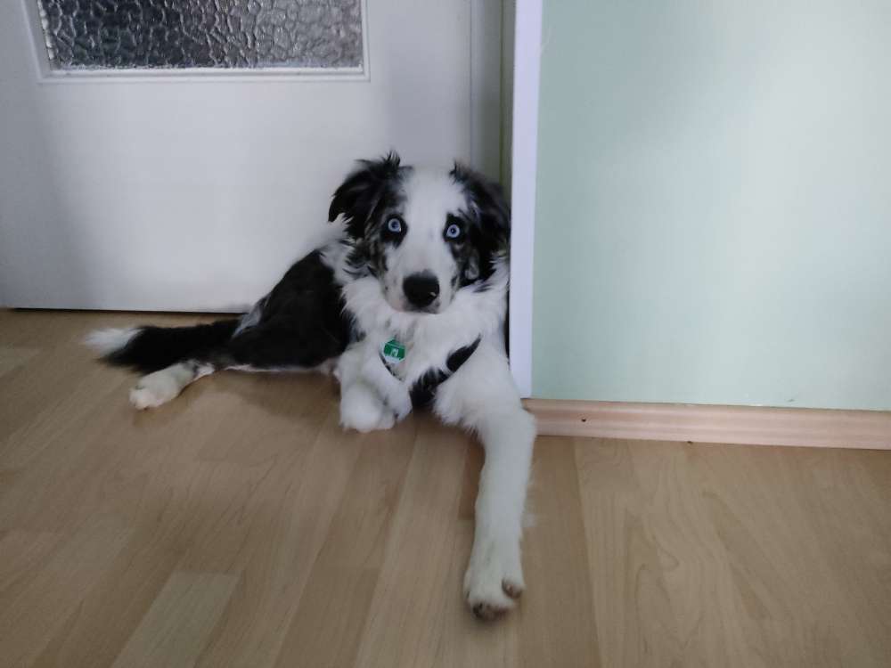 Hundetreffen-Junghund sucht Kontakt-Profilbild