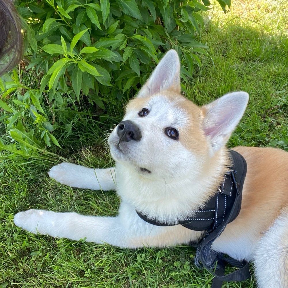 Hundetreffen-Hunde Freunde für Chiko-Profilbild