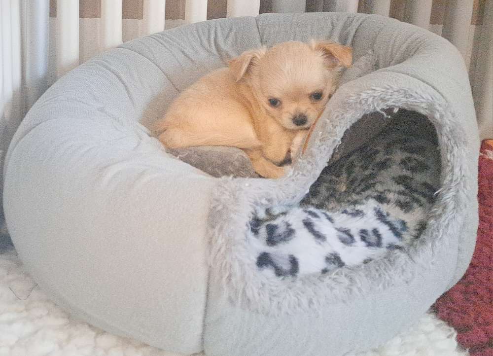 Hundetreffen-Kleinhund Treffen-Profilbild